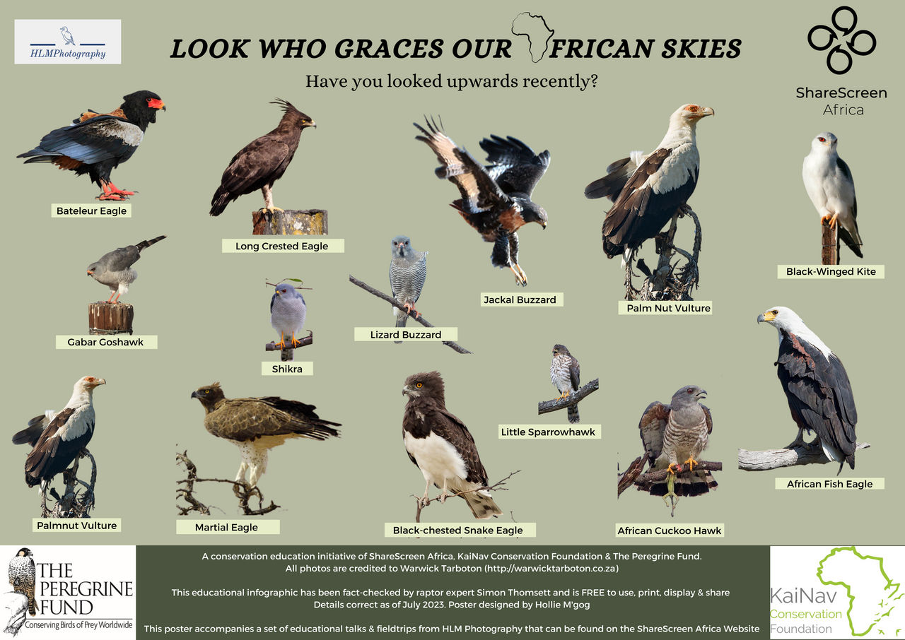 Afro Raptor Incredible African Raptors - High Res by ConservationEducator on DeviantArt