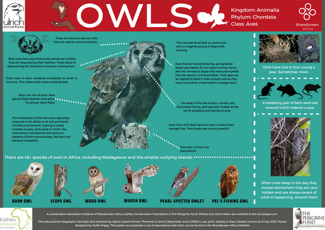 Owl Examples Owls An Overview - High Res by ConservationEducator on DeviantArt