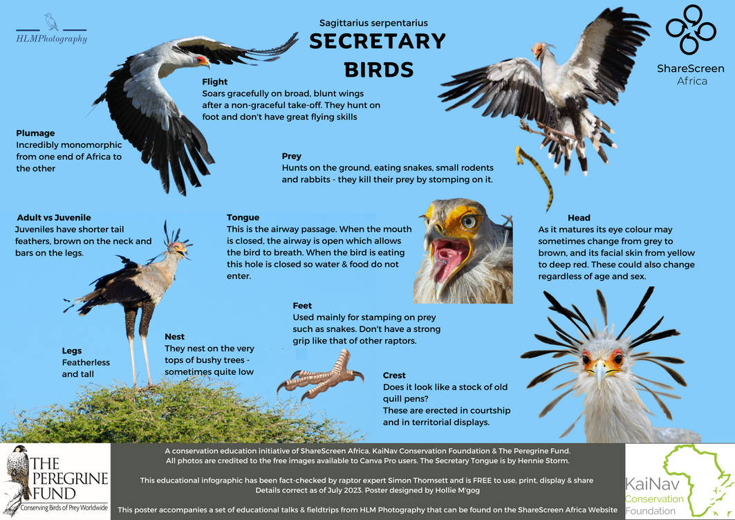 Secretary Bird Rsa The Secretarybird - High Res by ConservationEducator on DeviantArt