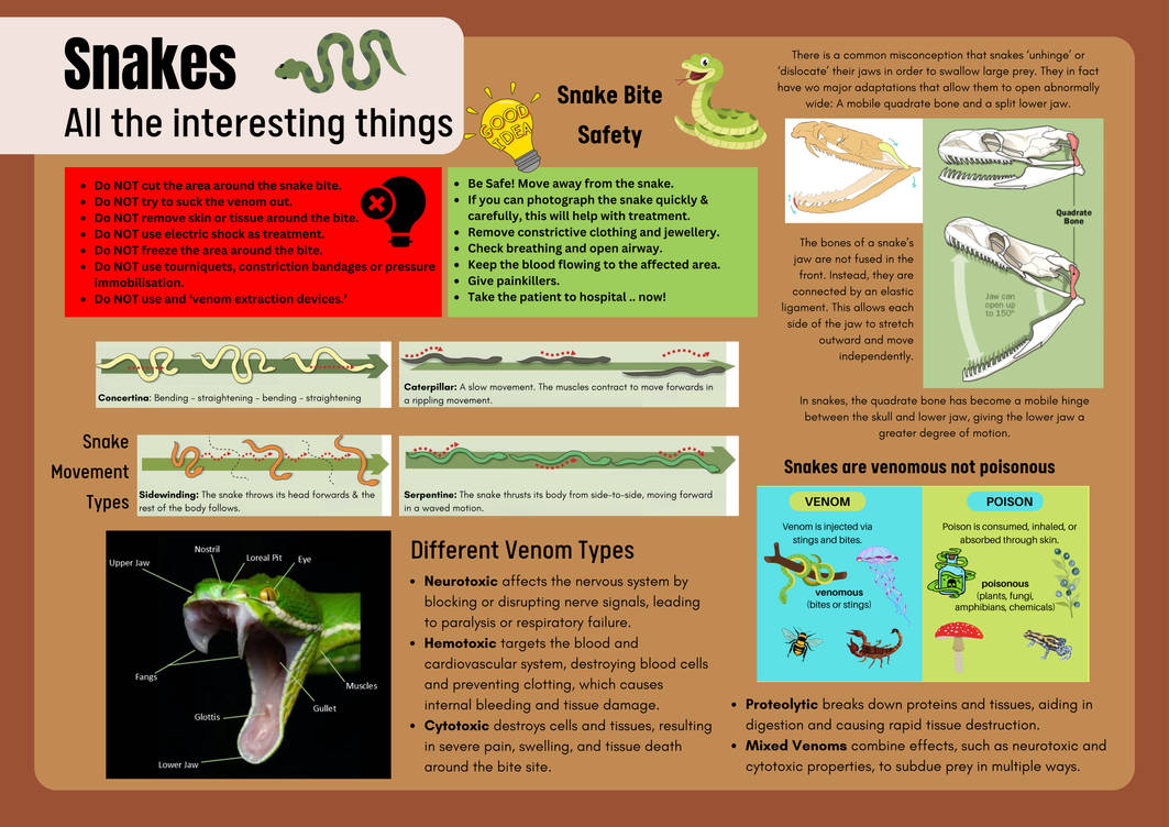 Snake Queue Overview Snake Infographic by ConservationEducator on DeviantArt