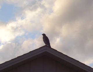 Hawk 2: hawks on a roof