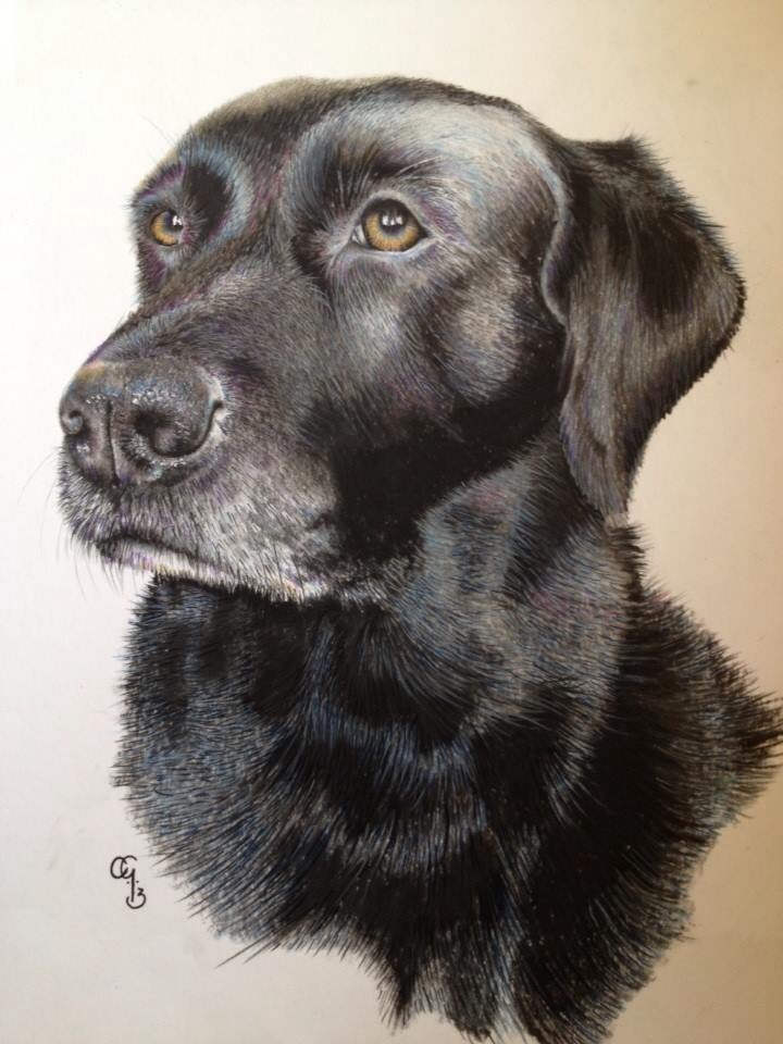 Black Lab Deviantart Black lab by Screamswhenpoked on DeviantArt