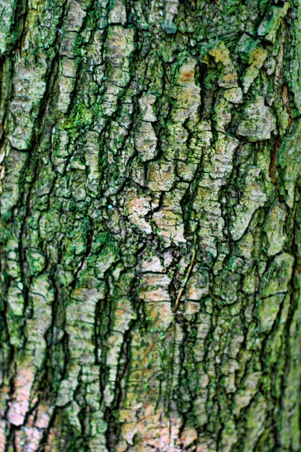 Bark Texture 2