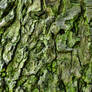 Bark Texture 3