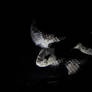 Mojave Rattlesnake waiting in the night