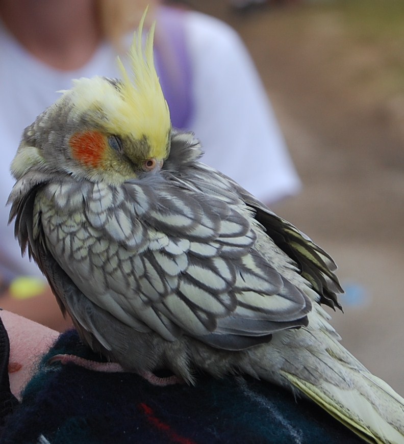 Sleeping Cockatiel