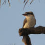 Kookaburra Sunset