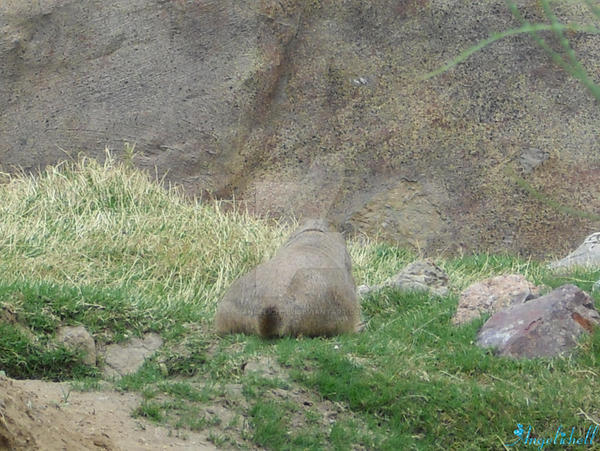 Cute Prairie Dog Butt