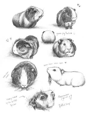 Guinea Pig Studies