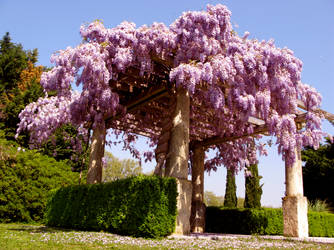 glycine