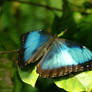 Blue Morpho Butterfly