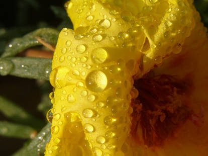 Drops of Sunshine