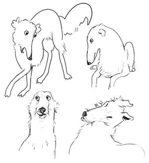 Borzoi