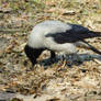 Hooded crow