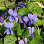 Violets