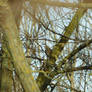 Fieldfare