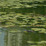 Great cormorant swims