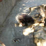 Porcupine In Berlin Zoo