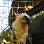 Bearded Vulture In Berlin Zoo