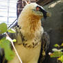 Bearded Vulture In Berlin Zoo