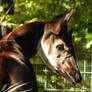 Okapi In Berlin Zoo