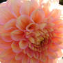 Light Pink Dahlia