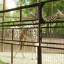 Giraffe in Kyiv Zoo