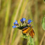 Anchusa officinalis