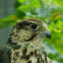 Falcon in Kyiv Zoo