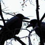 Pair of rooks