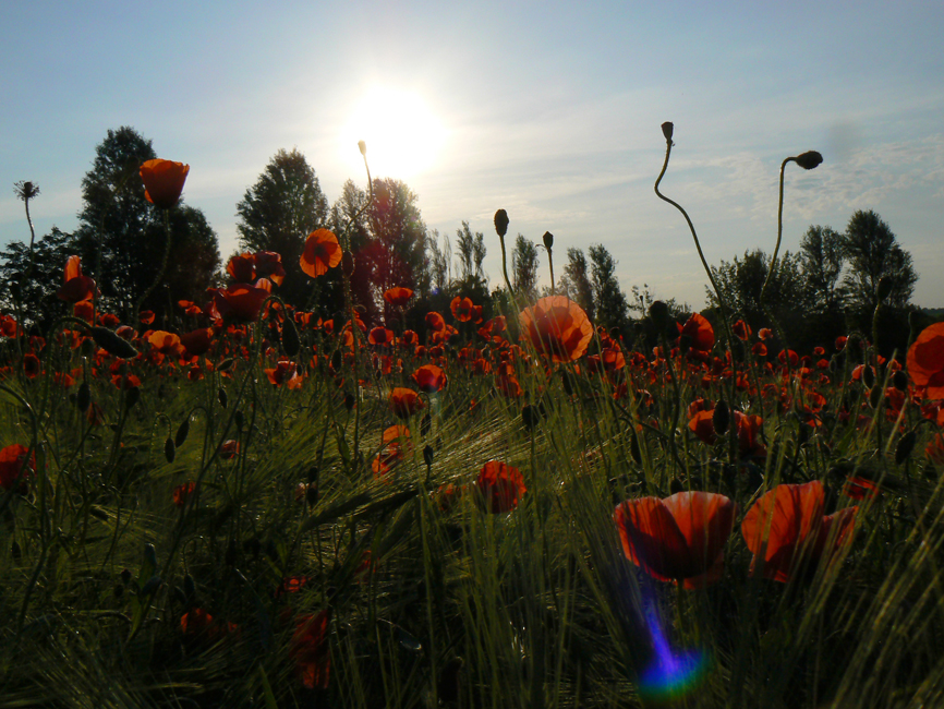 poppies