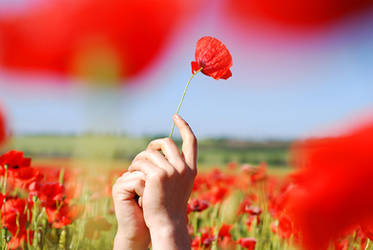 poppy2010_2