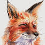 Fox Study in Watercolor