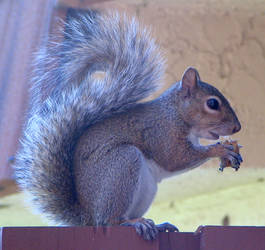 Still More Squirrel!