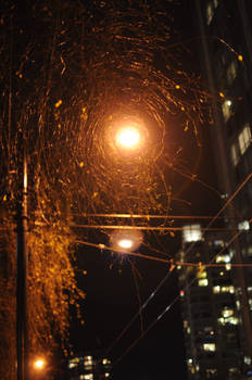 Evening Cob Webs