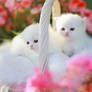 very cute kittens.....