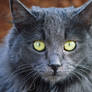 Grey cat 1