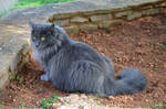 Grey cat 2 by Yavanna-stock