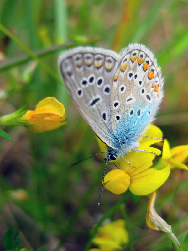 Butterfly-time again