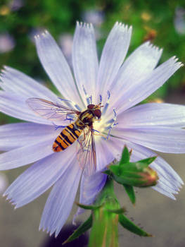 Hoverfly