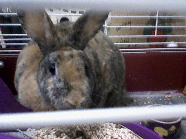Brindle Colored Rabbit Brindle Bunny by rbhoofprint999 on DeviantArt