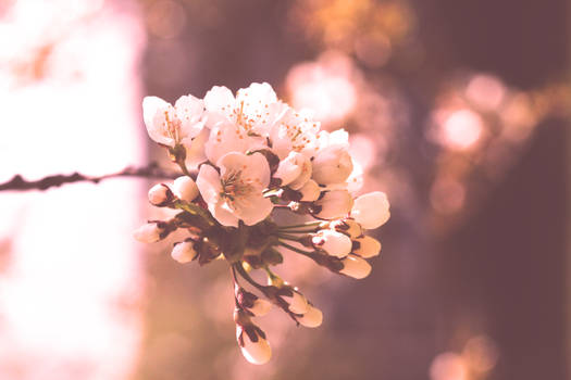 Spring Blossom