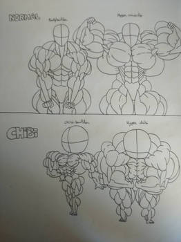 Muscle size :normal and chibi