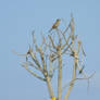 Bird on Braches