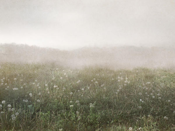 Field