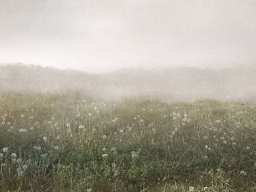 Field