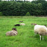 Country Life