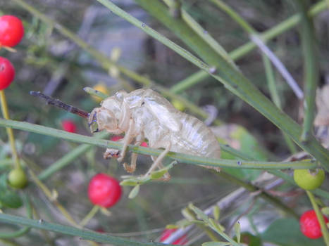 Insect moult