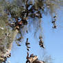 The Amboy Shoe Tree II