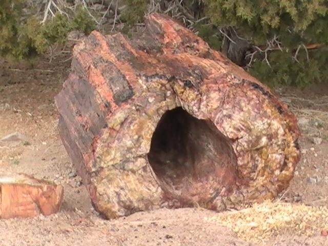 Petrified Wood